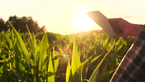 Lens-flare-close-up:-the-farmer's-hand-touches-the-corn-leaves-in-the-field-at-sunset-and-checks-the-quality-of-the-growing-crop-and-enters-the-data-for-analysis-into-the-tablet-computer-for-remote-monitoring-of-the-crop